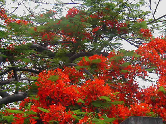 Sandy Point is very famous for its beautiful Flamboyant trees.